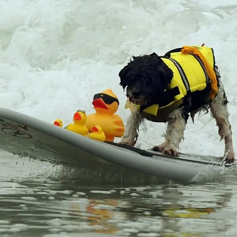 Anniepaw Shark Dog Life Vest: Summer Swimwear Jacket for Small, Medium, and Large Dogs