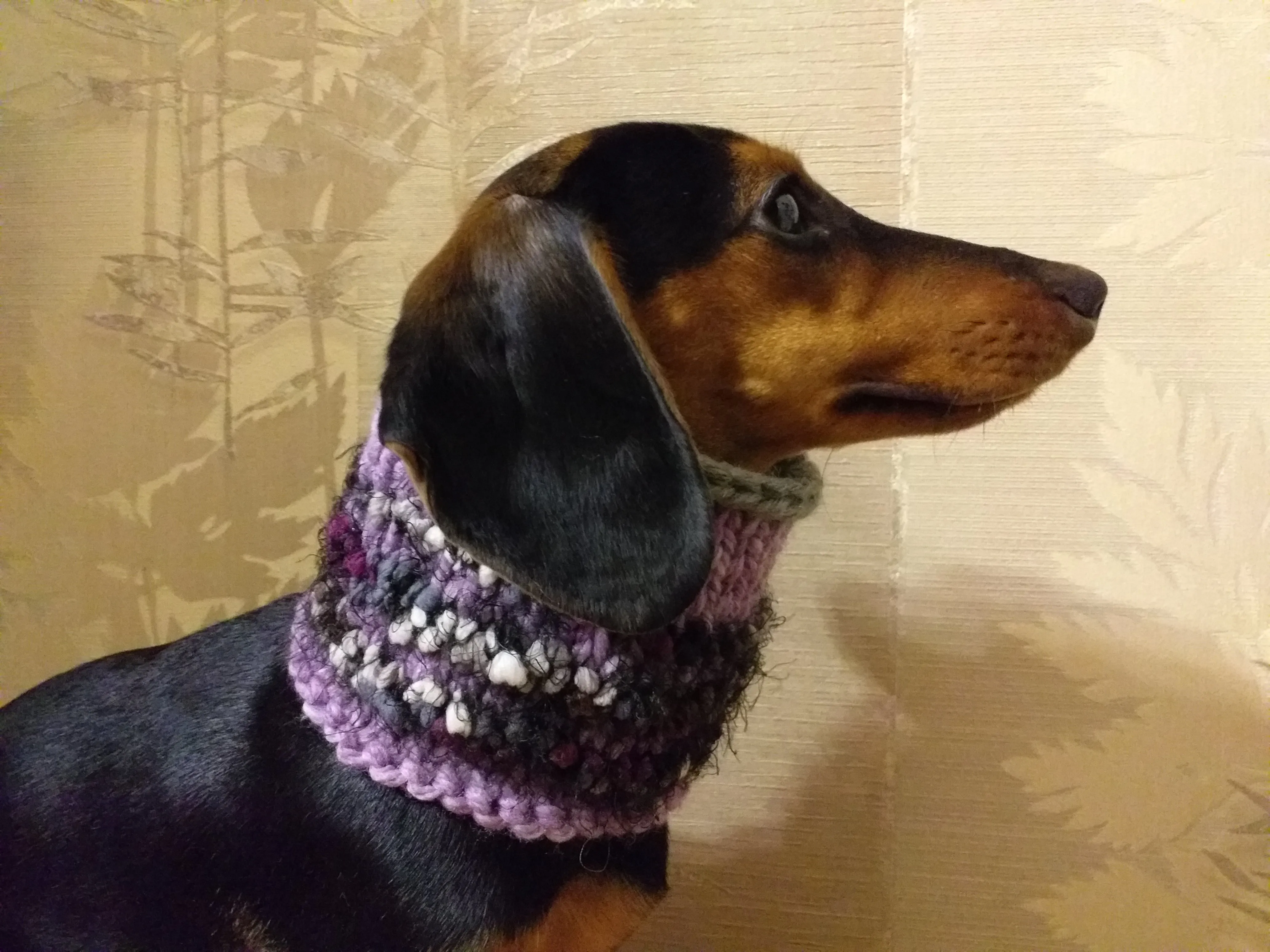 Wool scarf snood for dogs, scarf snood for small dogs, snood for dachshund, scarf for dachshund