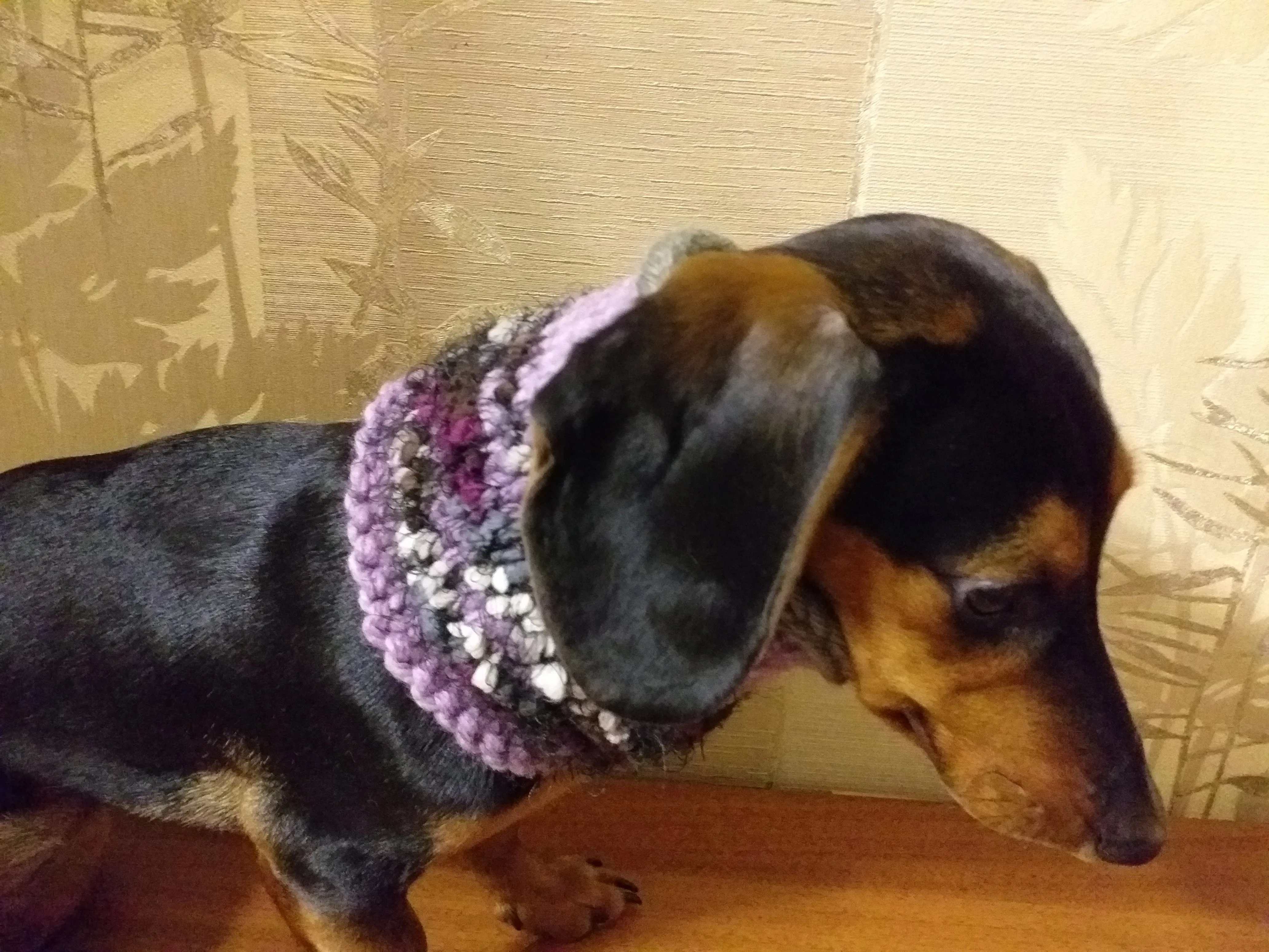 Wool scarf snood for dogs, scarf snood for small dogs, snood for dachshund, scarf for dachshund