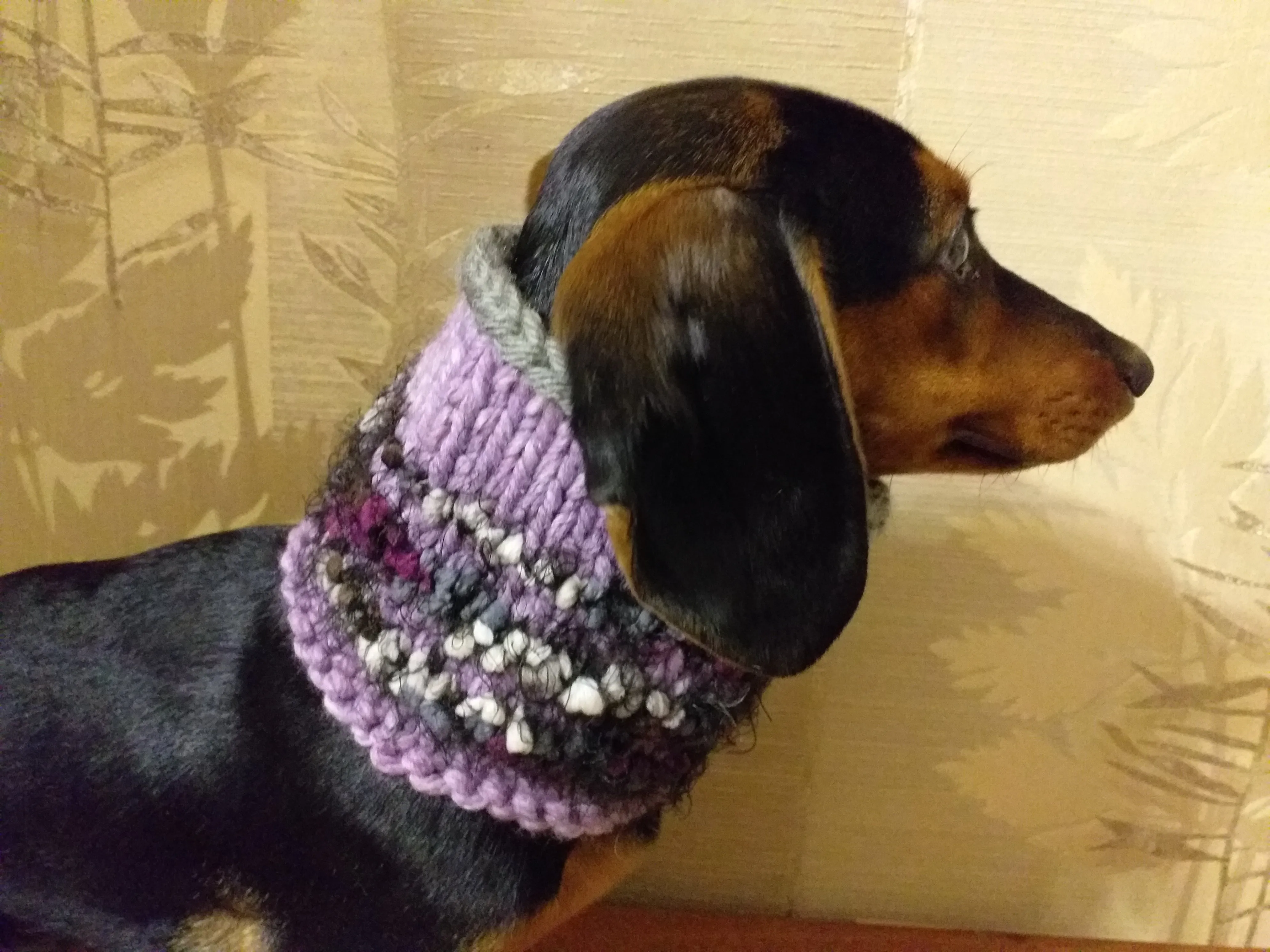 Wool scarf snood for dogs, scarf snood for small dogs, snood for dachshund, scarf for dachshund