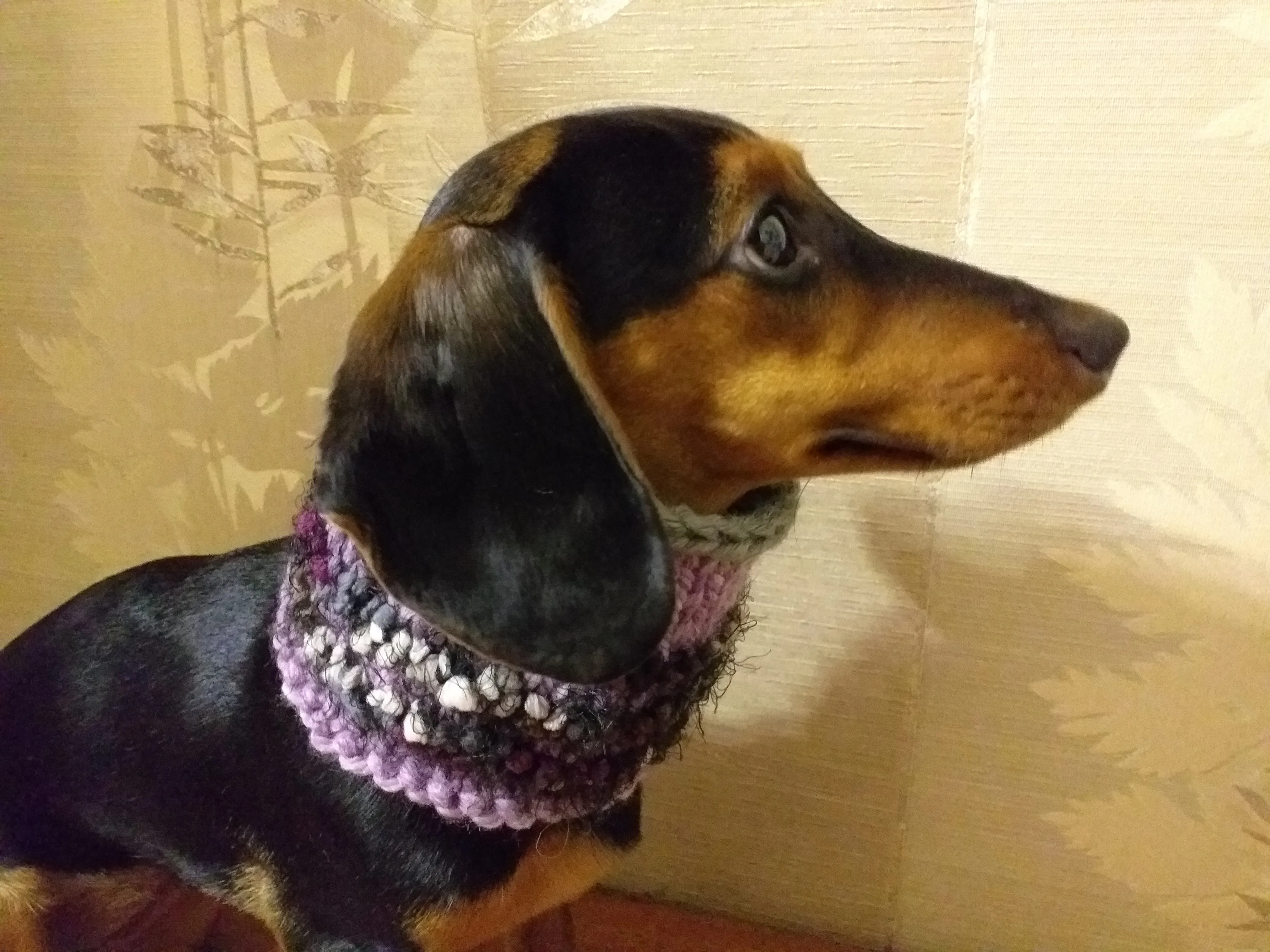 Wool scarf snood for dogs, scarf snood for small dogs, snood for dachshund, scarf for dachshund